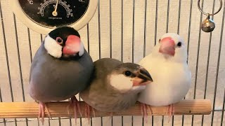 文鳥　卵から雛へ