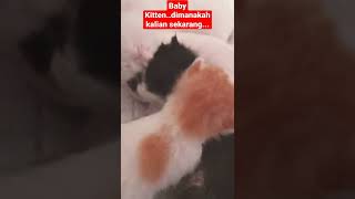 baby kitten kenangan