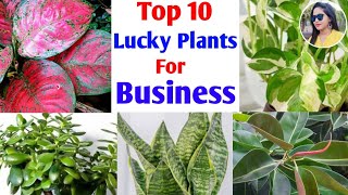 10 Lucky plants for business & Work place | best plants for office | fengshui plants