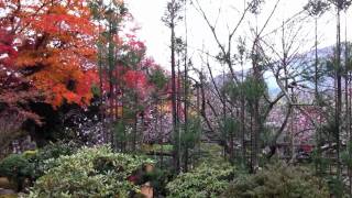 2010年11月22日大原実光院、桜と紅葉.