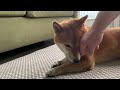 9日ぶりにそっと帰宅した父に対する柴犬たちの反応がこちらです【4k】