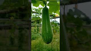 ASH gourd farming || kumura kheti|| কোমোৰা খেতি|| #farming #youtubeshorts #organic