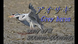 猫日記 【河川敷に野鳥探索に行ったら、アオサギがいた。sony a7Ⅲ、SEL200600Gで撮ってみました】