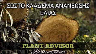 Σωστό Κλάδεμα Ανανέωσης Ελιάς‼️Plant Advisor Greece