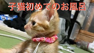 ＃００８　子猫を初めてお風呂に入れてみた🛀　保護猫LIFEもずく