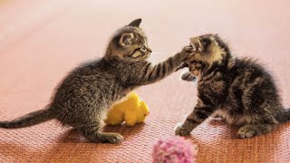 20 Minutes of Adorable Kittens 😍 | BEST Compilation