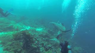 Dolphin Dive at the Sea Aquarium Reed - by Christoph Haacke