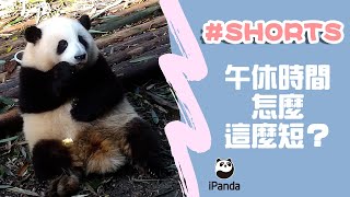 午休時間怎麼這麼短？ | iPanda熊貓頻道 #shorts