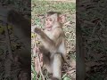 funny flora and florin monkey nv viral shortsvideo youtubeshorts monkeys