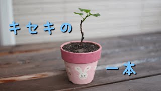 挿木チャレンジ②