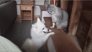 Милые и смешные кошки с своим красивым другом - собакой белый японский шпиц
