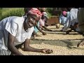 Coffee Farming in Kenya: Lasting Solutions