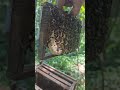 water level കറക്റ്റ് അല്ലെങ്കിൽ എന്ത് സംഭവിക്കും.. beekeeping experiment 4k shorts