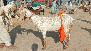 madrasa bakra Mandi makhi cheeni baccho wali bakriyan Ajmal TV Hasilpur 03086171529