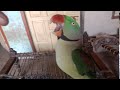 Love parrot video talking ❤️❤️