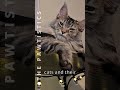 here s an explanation of all 5 of my cats breeds funnycatvideo cutecatvideo flokithemainecoon