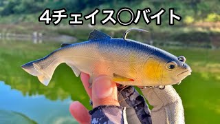 【バス釣り】レイジースイマー6を使えばブラックバスも見切る前に食うのか？試してみた。あと水中映像でのバイトシーンあり