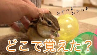 【シマリス】隠したおやつを一瞬で探し当てるリスが賢過ぎた！！