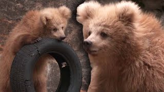 Internet-Famous Bear Has Crowds Running to Chinese Zoo