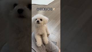 #공놀이 가 좋은 #몽이 🐶 #비숑프리제 #미니비숑 #강아지 #minibichon #귀여운 #cute #happy #daily #일상 #소통 #강아지일상 #dog #puppy