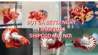 ĐỢT CÁ BETTA LẦN 2 || ngày 13/03/2024 || Red Fancy Startail, Copper , Koy Nemo Galaxy, Yellow