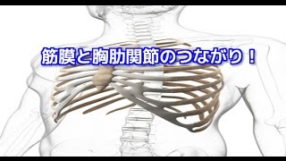 筋膜リリース　理学療法士　筋膜の繋がりを使う胸肋関節テクニック！