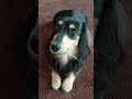 かなしい顔で見つめてくる犬【ミニチュアダックスフンド】【tiktok】 shorts