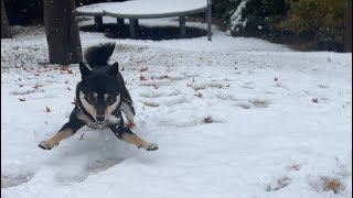 初雪にテンションが上がりすぎて変な行動を取ってしまう柴犬はこちら…