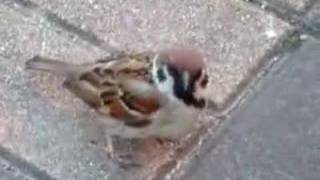 A sparrow approached