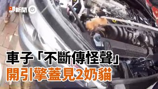 2隻小橘貓受困汽車引擎室！警察暖心救援手遭燙傷｜寵物動物｜流浪貓｜精選影片