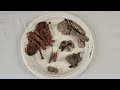 metal detecting old relics copper u0026 silver coins as we finish this field treasuresundays