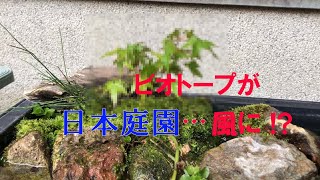 【アクアリウム】ビオトープが日本庭園に！！？島に新たな植物を植えていく！#メダカ #ビオトープ