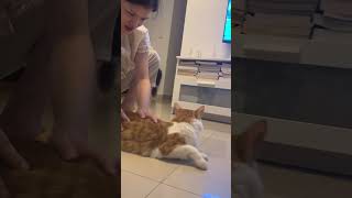 Give your cat a massage