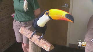 Wild Wednesday: Toco Toucan