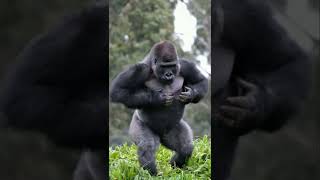 😱 GIGANTOPITHECUS BLACKI എന്ന ഭീമൻ കുരങ്ങ് | Biggest Ape | Gorilla #gorilla #apex #animals #explore