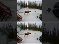 Moose attack on human 😳#trending #viral #shorts #weather #travel #jungle #moose #human #fight