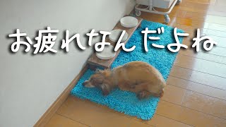 【17歳と14歳老犬カニンヘンダックスVlog】ちょっと疲れちゃったソラ兄ちゃん。いつもありがとうね。