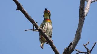 นกตีทอง : Coppersmith Barbet  # 3