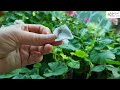 pelargonium 8월 제라늄 관리 쌩리얼~ 베란다안 제라늄 상황 막바지 무더위 더 신경써 줘야 할 것들~