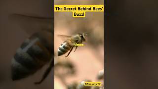 The Secret Behind Bees' Buzz!