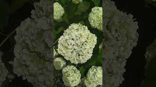 Гортензия #гортензия #цветы #hydrangeas #музыка #хит