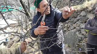 Apple Me pruning ka Sahi Tarika 🍎 प्रूनिंग करने का  सही तरीका Kinnaur part 3