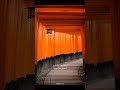 kyoto 专业地导游 旅行推荐官 情感 guide japan 太阳骑白马 朝鲜 将军 kyoto professional guide