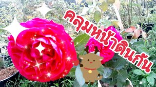 พาชมสวนกุหลาบข้างบ้าน 20 ใส่น้ำสวนลับ #rose #rosegarden #กุหลาบ #สวนกุหลาบ #ดอกไม้