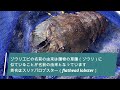 四角い潮溜りでガサガサしたらある生き物が捕れたので...！！