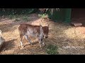 punganur cow and calf