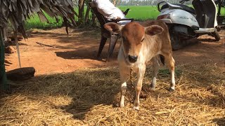 PUNGANUR COW AND CALF