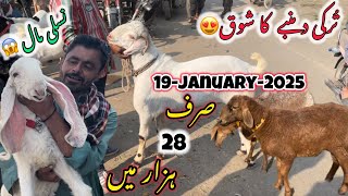 Korangi cheapest bakra Mandi latest rates update 19-January-25 |A.N Animal Setup| #korangibakramandi