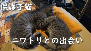 【保護子猫・保護猫】鶏のガッキーお姉さんとの出会い