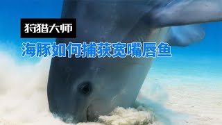 狩猎大师海豚，如何捕获宽嘴唇鱼？探索海豚与宽嘴唇鱼的生存策略